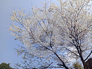 The sky is blue, and the trees are covered with small white flowers