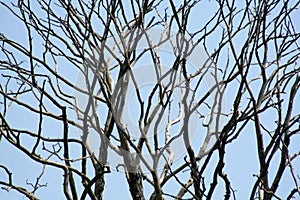 Sky Branches