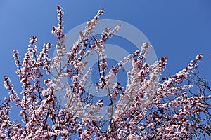 Sky and branches of blossoming purple leaved prunus pissardii