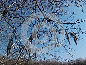 the sky through the branches