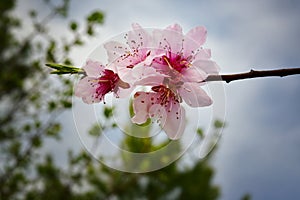 `Sky Bud` macro Peach blossoms against deep green trees and blue sky