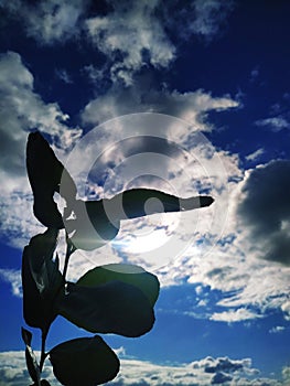 Sky cloud blue background panorama, beautiful white, bright weather light sun reen leaf tree.