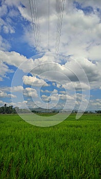 Sky cloud ricefield