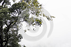 sky ,cloud ,tree and mountain in blur background