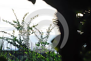 sky ,cloud ,tree and mountain