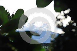 sky ,cloud ,tree and mountain