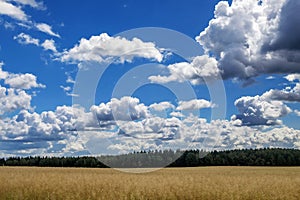 Sky clouds field forest