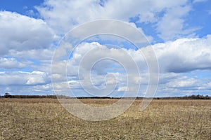 Sky, clouds. Field. Trees, shrubs, and grasses. Forest in the distance. Rural view