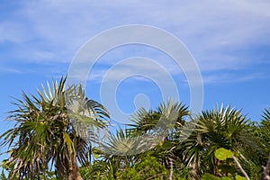 Sky with clouds through the palm trees.