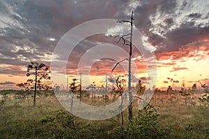 Sunset observingn over swamp in Latvia photo