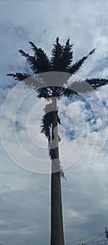 The sky and cocounut tree