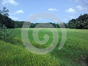 Sky and cultivation in sri lanka