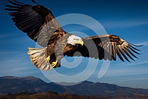 Sky dominion eagle in flight, framed against a brilliant blue