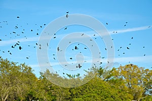 Sky Filled with Crows