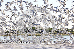 Sky Filled With Flocks Of Various Seagulls In Flight