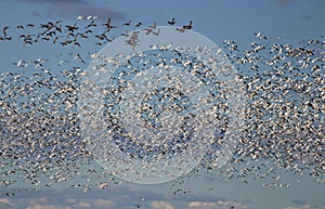 Sky Filled with Migrating Geese