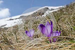 Sky flower, crocus, grass and snow in mountains