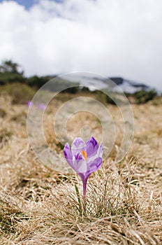 Sky flower, crocus, grass and snow