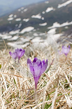 Sky flower, crocus, grass and snow