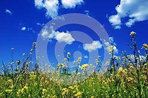 Sky with flowers