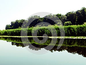 The sky, the swamp vegetation and its reflection on the surface of the pond