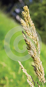 Sky and Grass