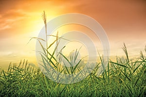 Sky and Grass