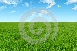 Sky and grass background