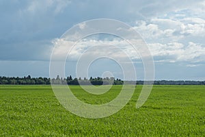 Sky and grass background, fresh green fields under the blue sky in summer