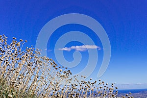 Sky, grass, and lonely cloud, beautiful background.