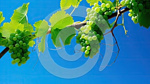 sky healthy grape background