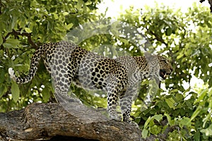 Sky High Leopard