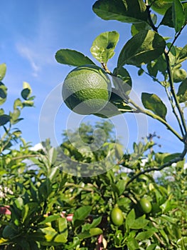 Sky-Kissed Citrus: Vibrant Green Limes Dangling Amidst Azure Brilliance
