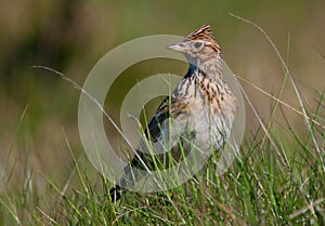 Sky Lark