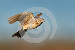 Sky Lark Alauda arvensis flying over the field with brown and blue backgrond. Brown bird captured in flight enlightened by eveni