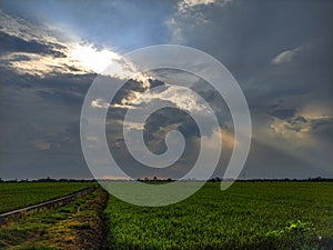 Sky Light above the Rice Field