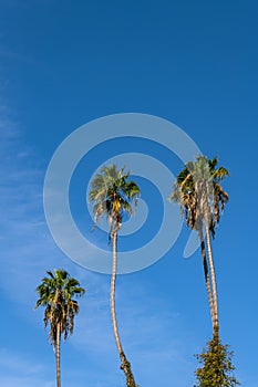 The Sky Is The Limit For These Date Palms