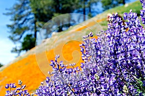 Sky lupine flowers lupinus nanus and California Golden Poppy f