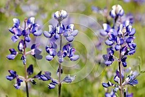 Sky Lupines in Bloom