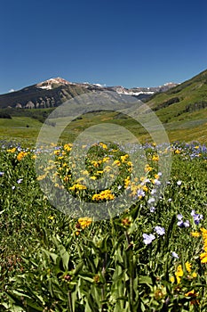 Sky, mountain, meadow, and flowers