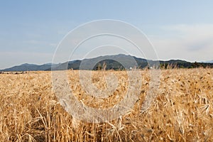 The sky and mountains add coolness over the wide barley field.