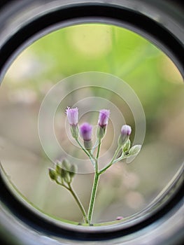 Sky mustard & x28;sawi langit