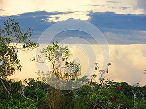 Sky, nature and jungle in the amazonas, Ucayali river, PerÃº. Travel photography