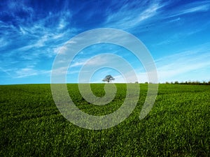 # sky #nature # tree# grass #green