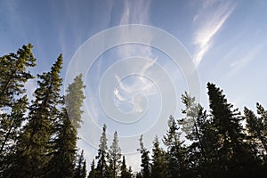 Nordland conifers with blue skies photo