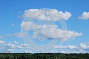 Sky over the tree tops