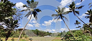 Sky and pady Field in kerala