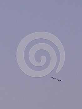 Sky. a pair of storks fly in the sky. summertime.