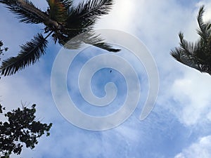 Sky and Palms in Seychelles - Holiday Destinations