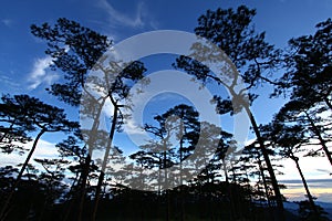 Sky in pine forest